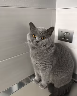 British Shorthair -4 anni -