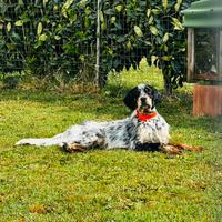 Monta setter maschio