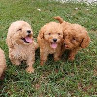 Cuccioli di barboncino nano