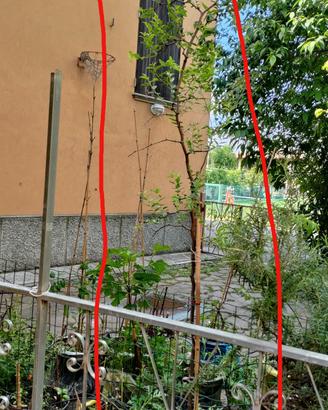giuggiolo pianta 