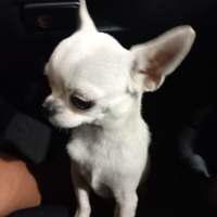 Chihuahua per monta