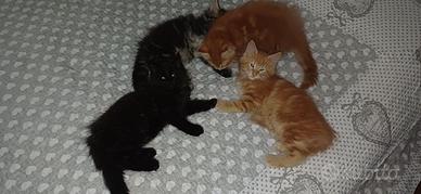 Cuccioli Main coon