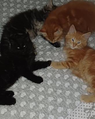 Cuccioli Main coon