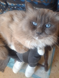 Sacro di birmania maschio