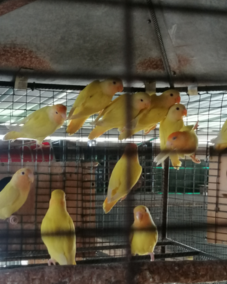 Inseparabili