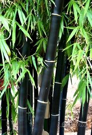 Bambù Nigra Il Fascino Nero Trasforma il Giardino