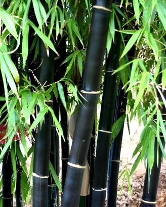 Bambù Nigra Il Fascino Nero Trasforma il Giardino