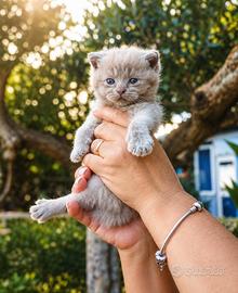 ? Dolcissimo gattino Scottish con pedigree ?