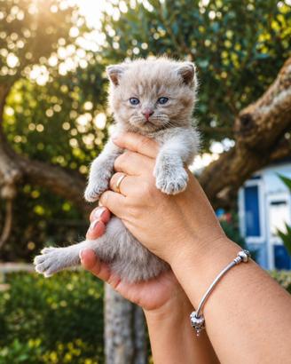 ? Dolcissimo gattino Scottish con pedigree ?