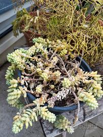 Sedum Morganianum (Coda d'Asino) adulta in vaso