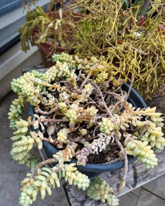 Sedum Morganianum (Coda d'Asino) adulta in vaso