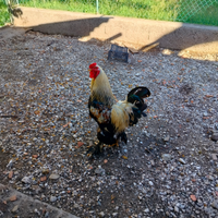 Gallo e galline Brama