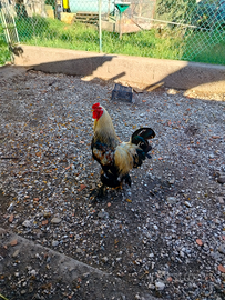 Gallo e galline Brama