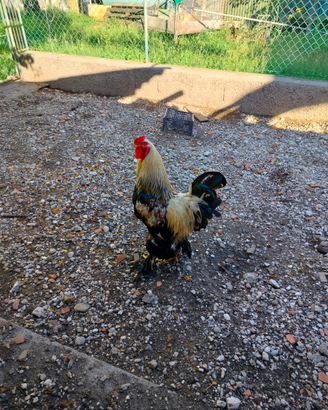 Gallo e galline Brama