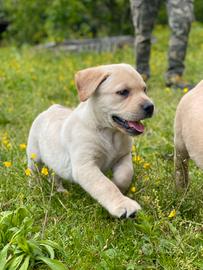 Cuccioli di Labrador