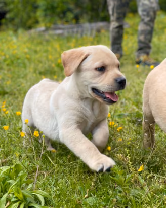 Cuccioli di Labrador