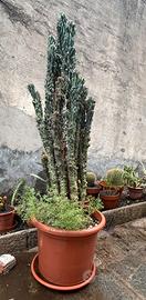 Cactus Mostruoso