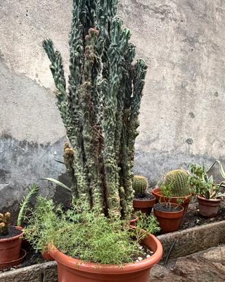 Cactus Mostruoso