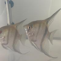 Coppia Scalari già riproduttiva