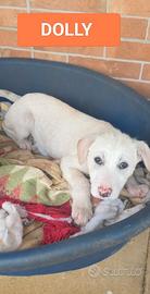 Cucciola in adozione