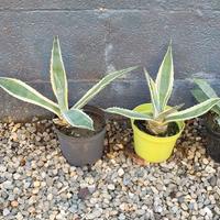 Agave variegata - Cactus - Pianta grassa