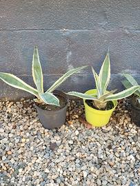 Agave variegata - Cactus - Pianta grassa