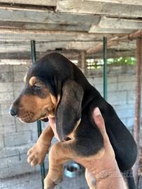 Cuccioli di segugio