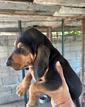 Cuccioli di segugio