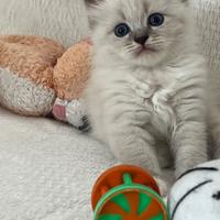 Cuccioli pura razza gatto siberiano su prenotazion