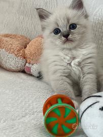 Cuccioli pura razza gatto siberiano su prenotazion