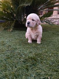 Golden retriever con pedigree ENCI