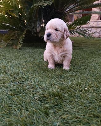 Golden retriever con pedigree ENCI