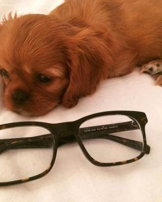 Cavalier king Charles Spaniel