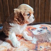 Cavalier king Charles spaniel
