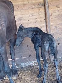 Cavallo Frisone