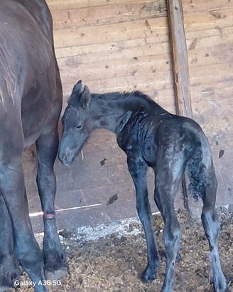 Cavallo Frisone