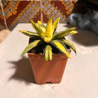 Agave Reginae Victoriae Variegata “Sun King”