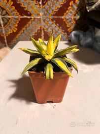 Agave Reginae Victoriae Variegata “Sun King”