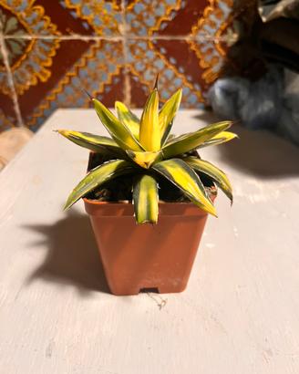 Agave Reginae Victoriae Variegata “Sun King”