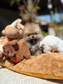 Spitz pomerania nano pedigree