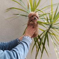 Cuccioli di barboncino toy