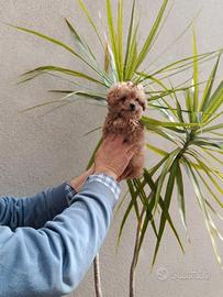 Cuccioli di barboncino toy