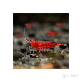 Neocaridine Red cherry gamberetti rossi acquario