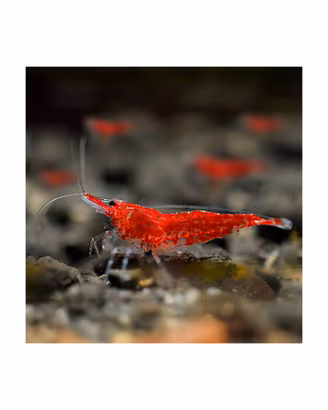 Neocaridine Red cherry gamberetti rossi acquario