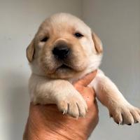 Cuccioli di labrador retriever
