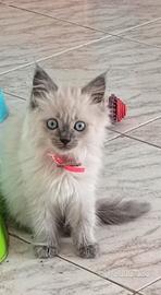 Gattini ragdoll femminuccie (Cassino)