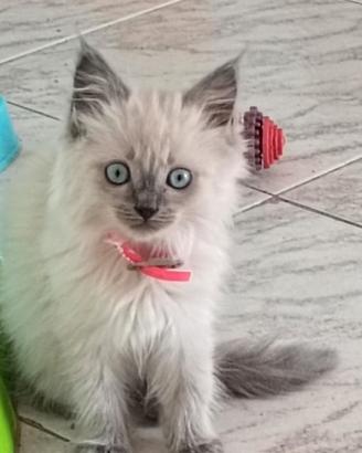 Gattini ragdoll femminuccie (Cassino)