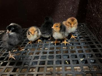 Pulcini di galline ovaiole