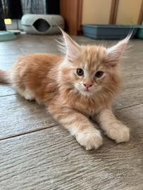Maine Coon Maschio