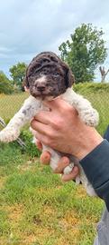 Lagotto Romagnolo Femmina